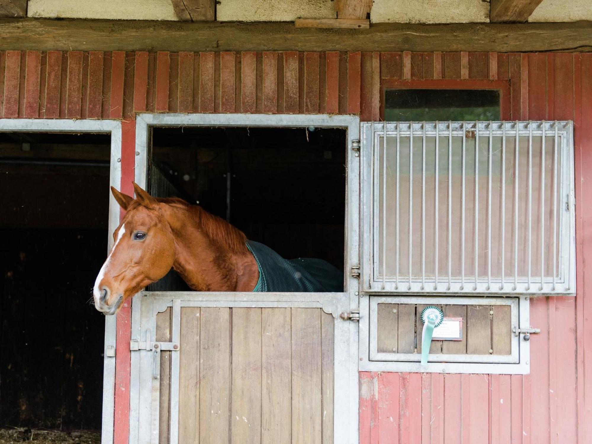 Cozy Holiday Home On A Horse Farm In The L Neburg Heath Eschede Ngoại thất bức ảnh