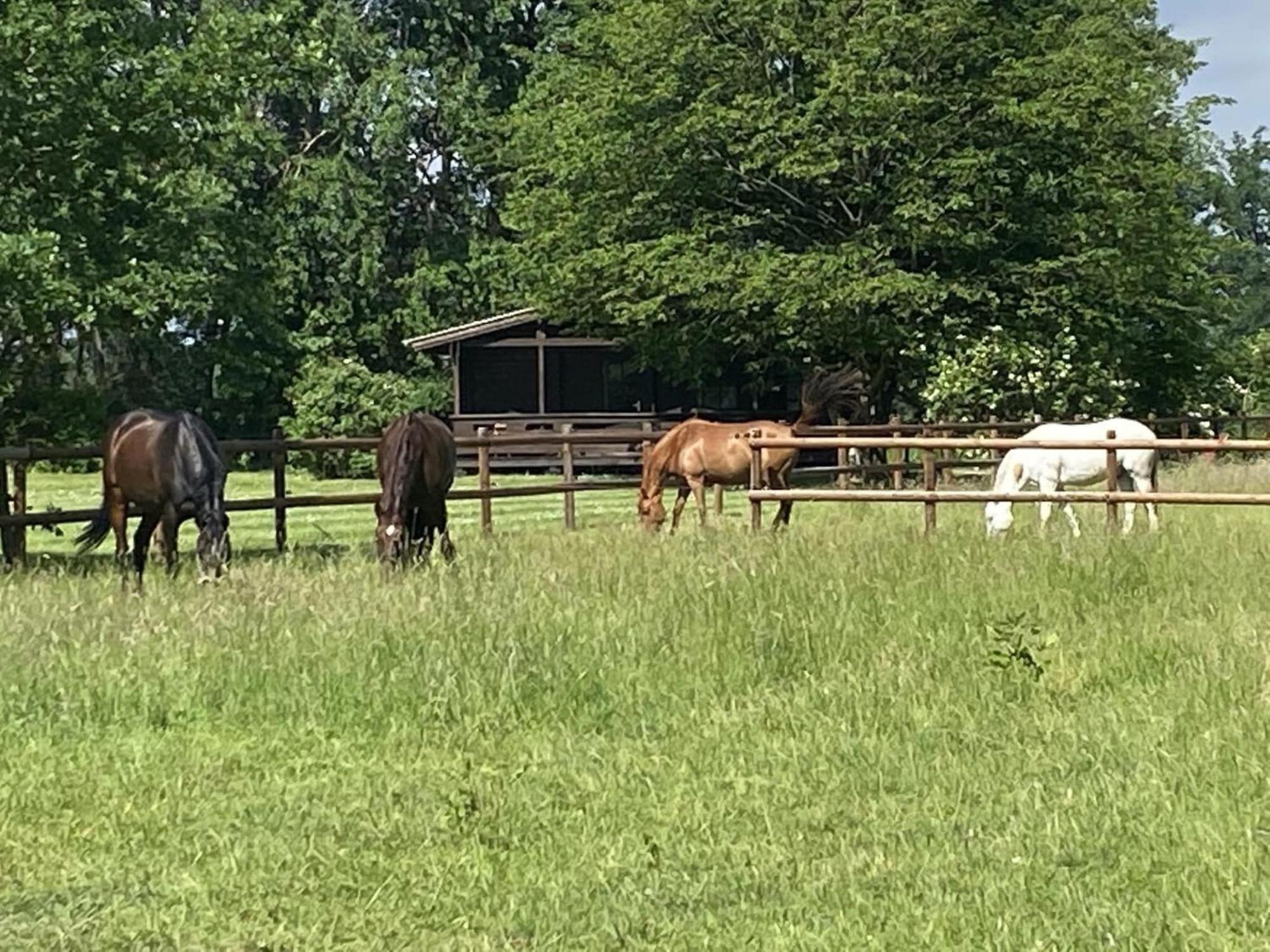 Cozy Holiday Home On A Horse Farm In The L Neburg Heath Eschede Ngoại thất bức ảnh